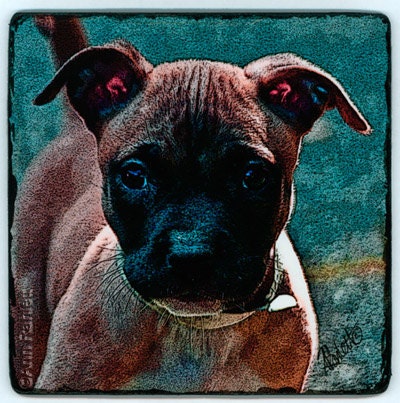 Pit Bull Pup - Photo Board - Digital Photo - Ranlett  A4C