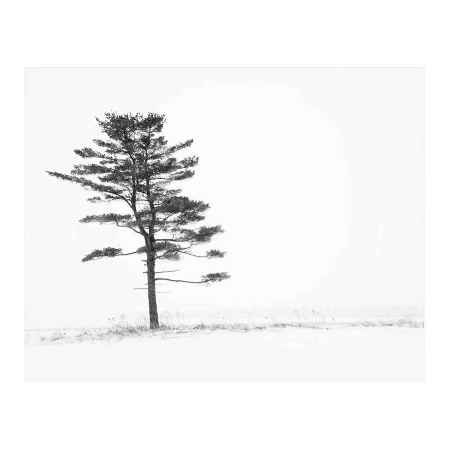 Porcelain Nest - Black & White Winter Tree Photograph, Monochromatic Landscape Print, Snowstorm, Blizzard, Evergreen, Windswept Pine - 8x10