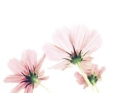 Flower photography - pale rose pink pastel light white decor cosmos nature photograph garden minimal floral wall art  8x10 - Diaphanous Pink