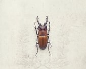 8x12 Stag