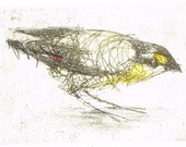 Australian Native Bird Etching, Hand Pulled Etching, Original Intaglio Print, Pardalote