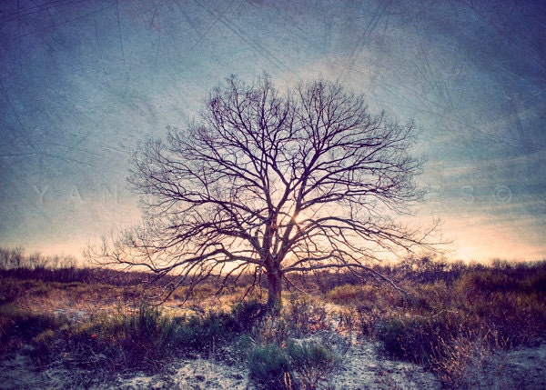 Landscape photography, Nature photography, Winter forest photography, Tree of life, Tree photography, Fine Art Photography, 8x10(20X25 cm)
