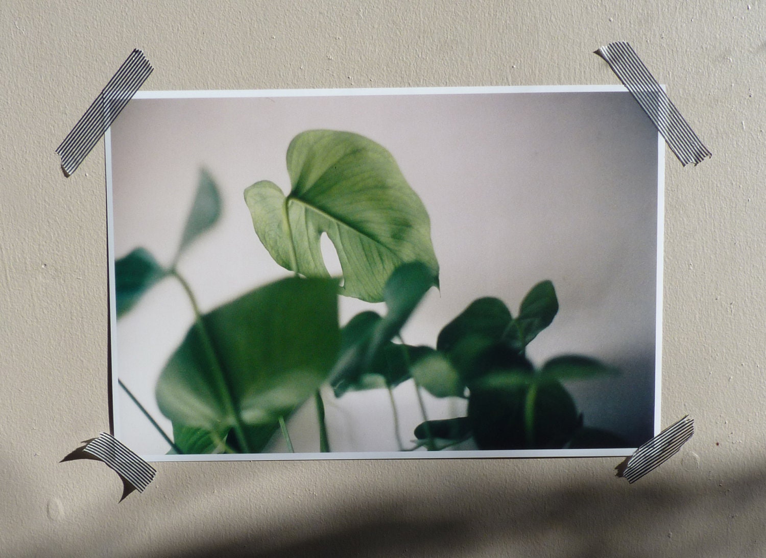 MONSTERA DELICIOSA // 8 x 12 PRINT