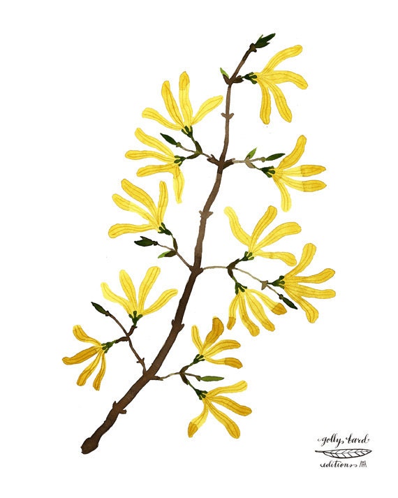 forsythia branch botanical specimen giclee art print
