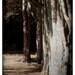 Nature Photography, trees, forest, black and white, Woodland Fantasies, fine art print 8x12
