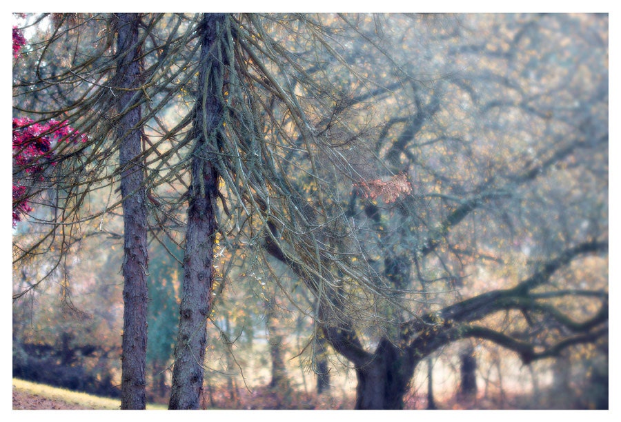 Nature Photography, blue, white, lights, pine tree, winter home decor, End of Autumn, fine art photography print 8x12