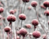 Botanical Photograph Pink Gray -Flower Dreamy Garden Nature Floral Minimalist - galleryzooart