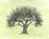 Olive Tree Drawing Moss Green Watercolor Painting Print