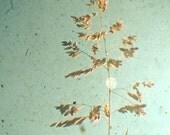 The Light of Day - Nature photography, golden grass, pastel blue, gold, rustic decor 8x10 Print