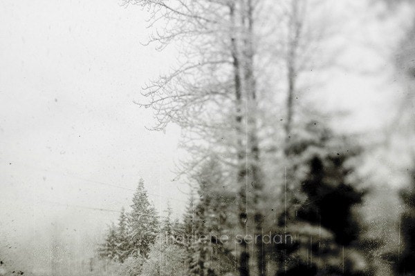 Winter Photography, Landscape, White, Black, Ice, Snow, Trees, 8x10