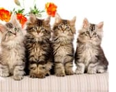 Cat Address Labels Tuxedo Calico Tabby Cat in Hydrangeas Cats Walking With Umbrellas In Snow Four Little Tabby Cats In A Row