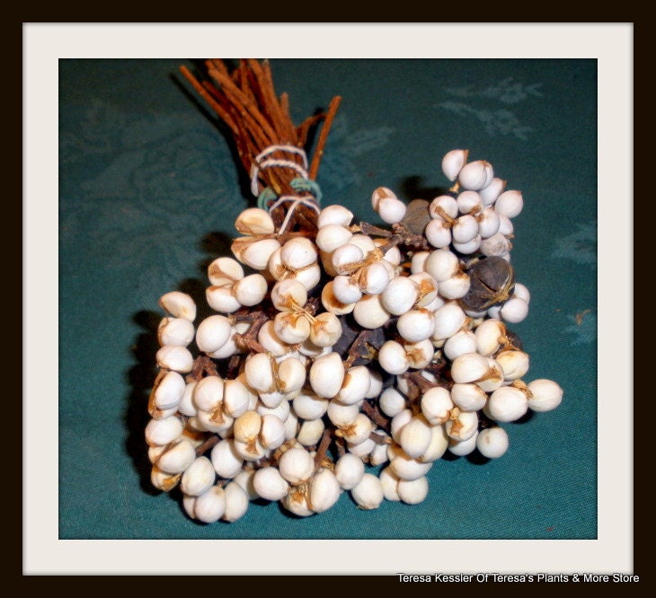 Dried White Tallow Berry Bundle-Wedding bouquet flower-White boutonnieres-Dried floral