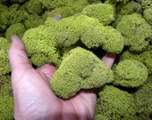 Bulk 1 pound Reindeer moss-Deer foot moss-Fluffy Lichens-Preserved Lichens-Spring Green Colors in assorted sized spongy soft balls