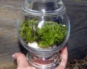 Elegant Simple Green Moss Terrarium-Pillow moss-Easy Care-White stones-Woodland Forest moss-Live Moss