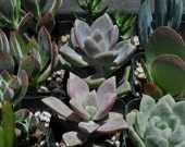 150 Wedding Favor Centerpieces Decorations Succulent Plants Flowers Gifts Bouquets