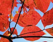 Autumn Leaves photograph 8x10 fine art print red on blue nature decor - KneeDeepOriginals