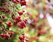 Fall Tree Photograph - Christmas Berries - Autumn bright red berried apples fall harvest green white yellow bokeh dreamy 5x7