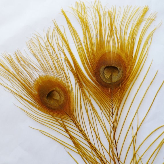 LOT OF 10 - Dyed Gold Peacock Feathers