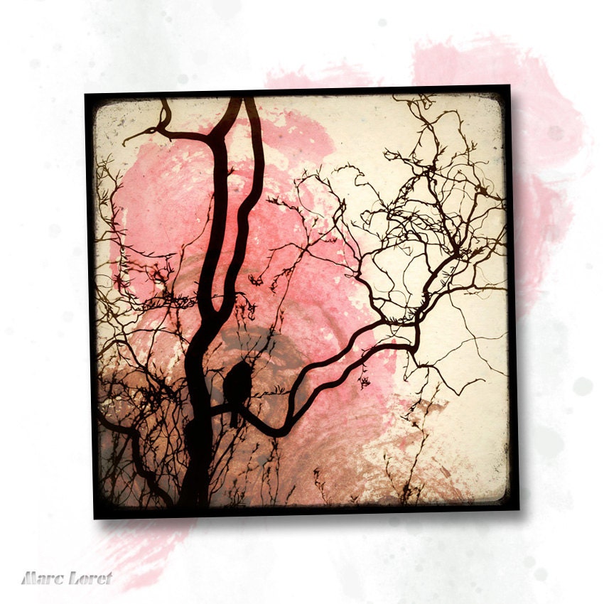 Like a Bird on a Branch - 8x8 Fine Art Print - TTV - Bird Photography - TFTeam