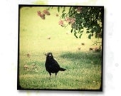 Le Merle et le Rosier - 8x8 Fine Art Print - Bird Photography - Etsy Wall Art - TFTeam