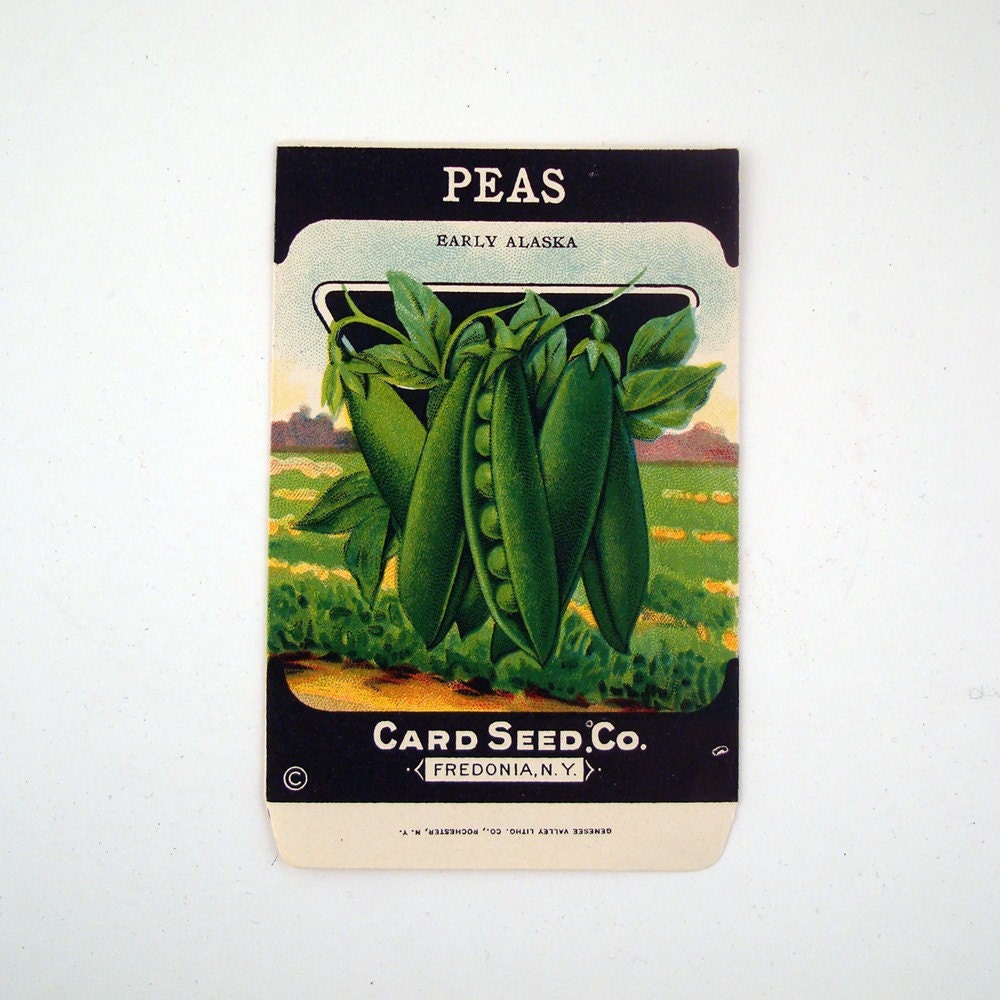 Vintage 1920s Unused Paper Seed Packet Peas