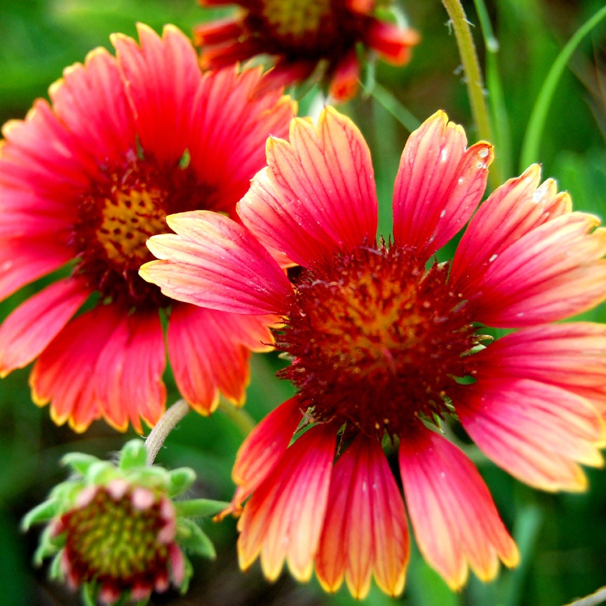 SALE - 10 x 10 Wood Mounted Light My Fire - Bright Flowers Photo - Nature Photo - Fine Art Photograph by Kelly Warren