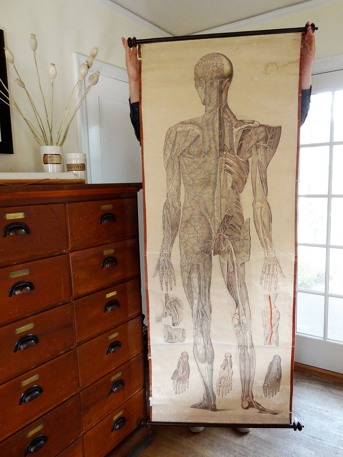 RESERVED for K. antique anatomical poster, life size medical illustration from Europe, circa 1850s
