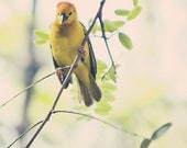 Animal Photography Spring bird nursery art home decor colorful kids children yellow green leaves pale faded Animal Kingdom - Fine Art Photo