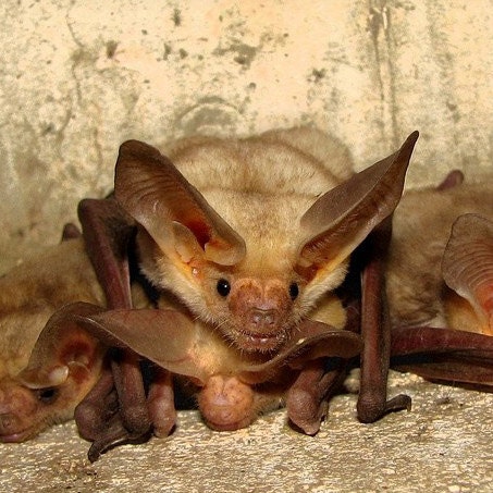 Wildlife photography The Pallid Bat Antrozous pallidus Take a Look at Me