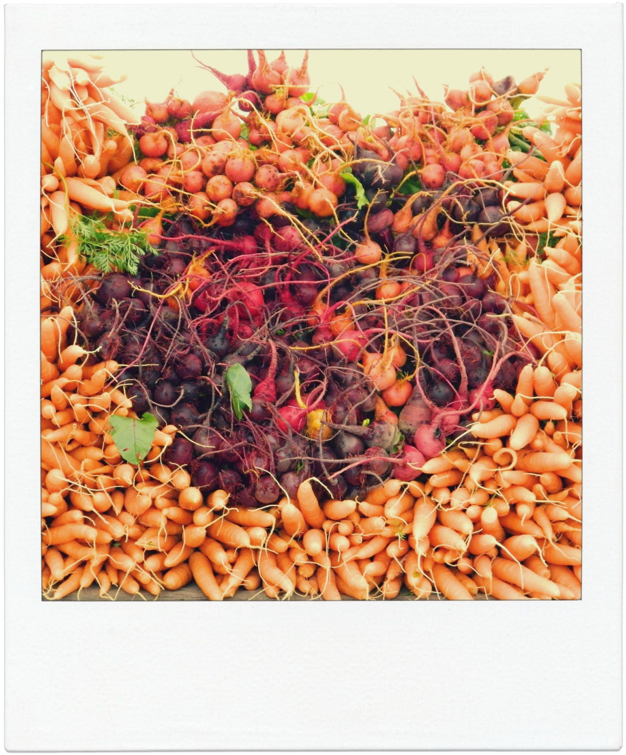 carrots and beets (photograph)