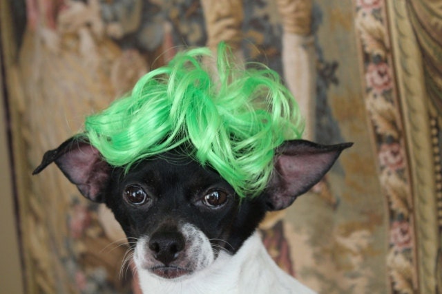 Pet   wig  for dog or cat