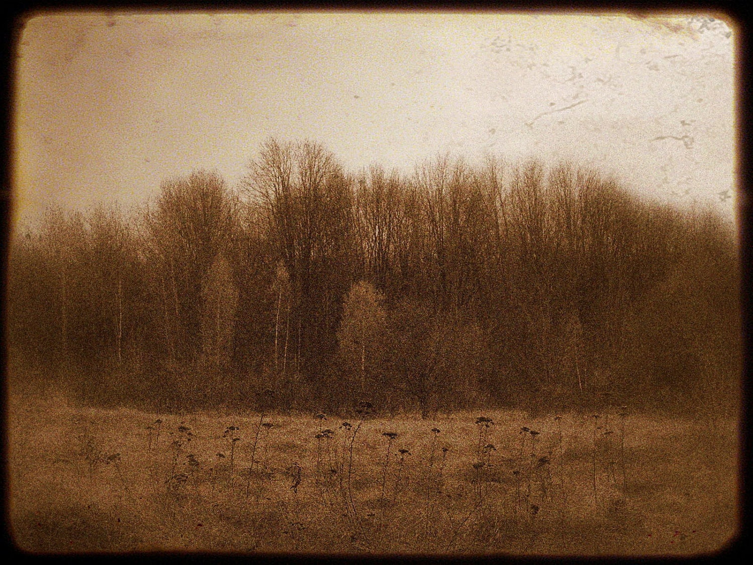 Dreamy Landscape Photo - Vintage Sepia Forest Photograph - Fog Mist Haunted Woodland Fine Art Photograph - Brown Black White