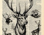 Old Book Print "Trophy Deer" Upcycled Recycled Antique Book Print - Natural History Print - Deer Antlers