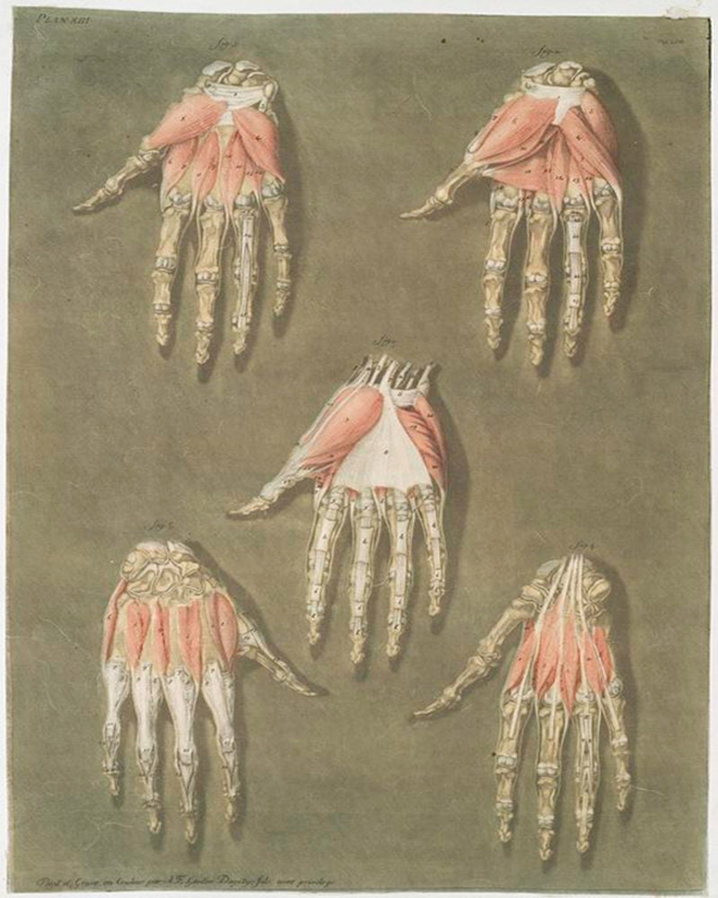 Antique Medical Illustration "The Muscles of the Hand" Vintage Anatomical Print - Skeleton Finger Bones