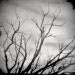 Dark Forest Photograph "The Crooked Branch" Fairy Tale Woodland Photo Print - Victorian Gothic Art  - Black and White Photography