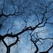 Night Sky Photo "No Star Like Thee" Ethereal Starry Sky Art Print - Stars Tree Branches Photography Print