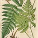 Antique Botanical Print "Fern Specimen 094" Vintage Floral Fine Art Woodland Print - Natural History Art Print