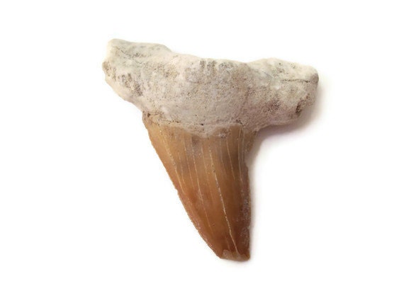 Fossilized Shark Tooth, Large Otodus Obliquus Shark Tooth from Morocco, Assemblage or Jewelry Supplies, Metaphysical, Reiki, Chakra - DumbBunnyDesigns