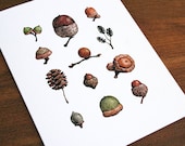 Illustrated Acorns Notecards Woodland Stationary