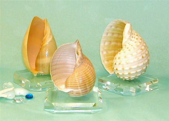 Beach Decor - Seashell on Lucite Base