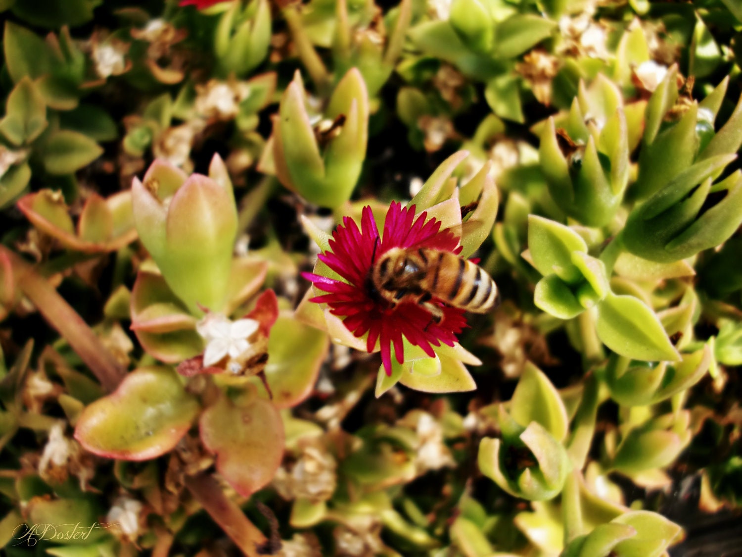 Photography Print 5x7 Laguna Bee