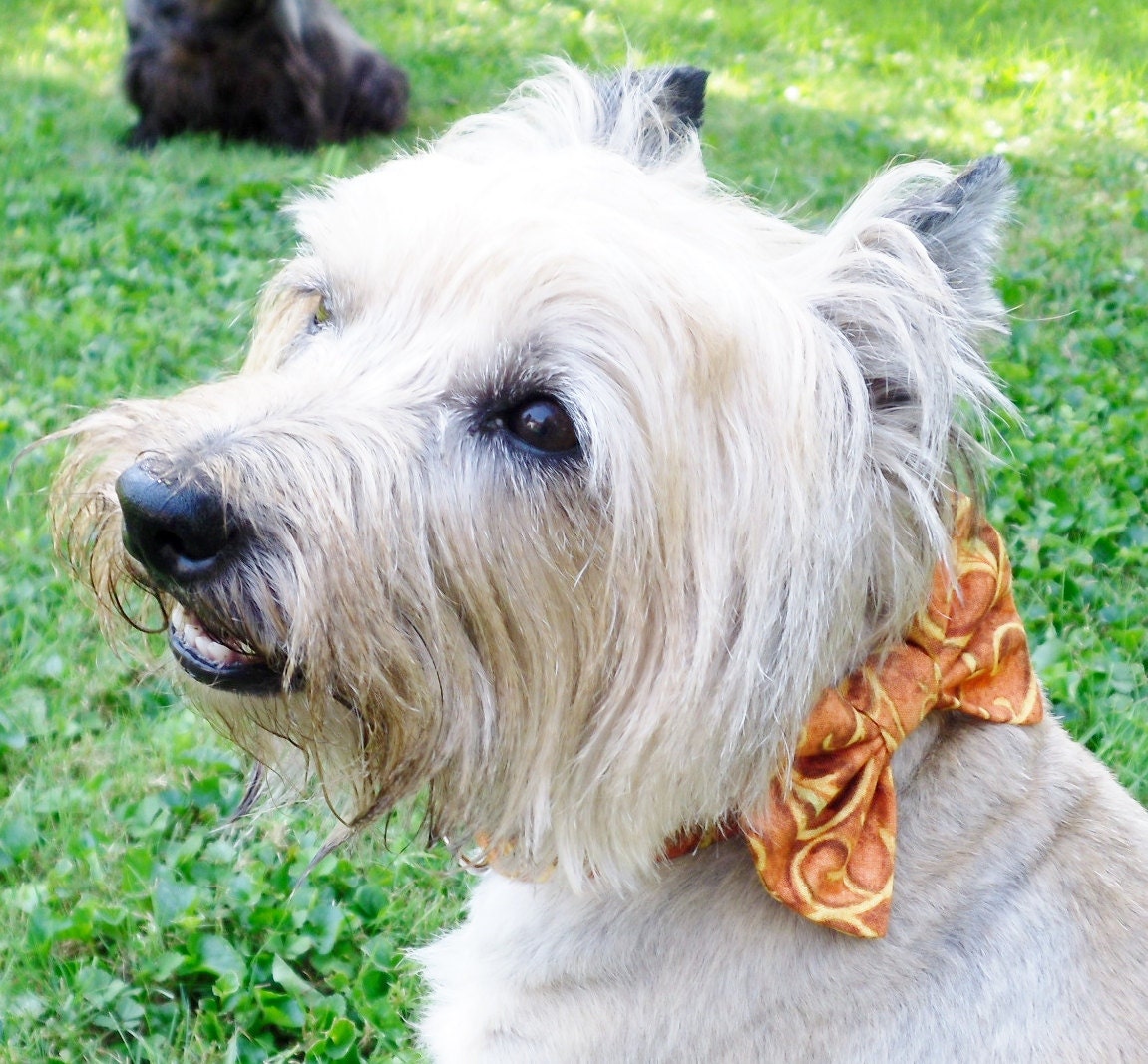 Bow Tie Collar For Dogs