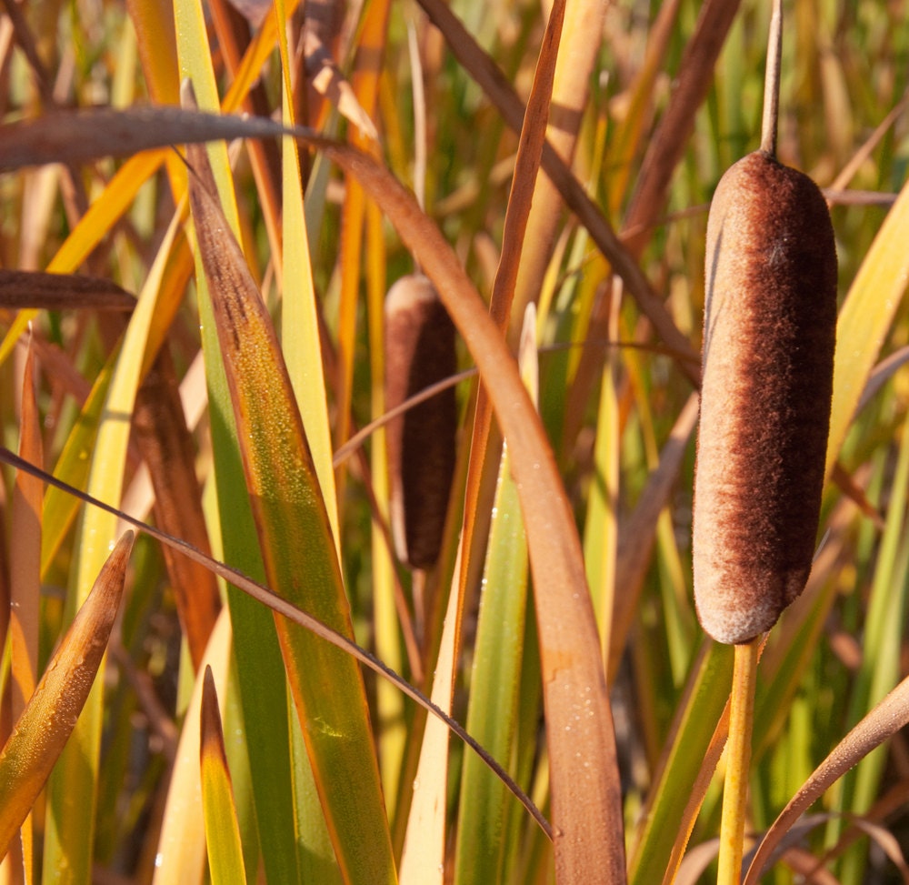 Cattails Fall Autumn Golden Rust Pond Warm Set 12" by 12" Colorado Rustic Cabin Lodge Photograph