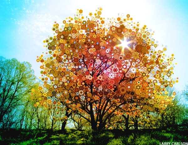 Splendid.Sunburst...16x20" matted fine art giclee print