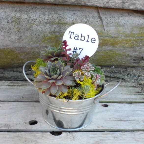 Succulent Wedding Dish Garden in a silver galvinized container