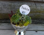 Succulent Wedding Dish Garden in a shiny silver pedestal container