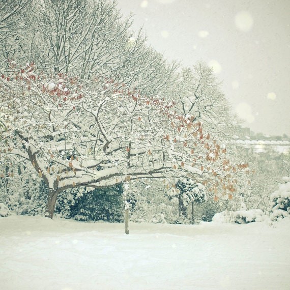 First Snow - Winter photography, nature art, red, white, christmas wall art, tree art, landscape photography 8x8 Print