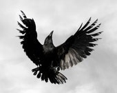 Crow,  Bird Photography Art Print, 6 x 6, Fine Art Photography - susieloucks
