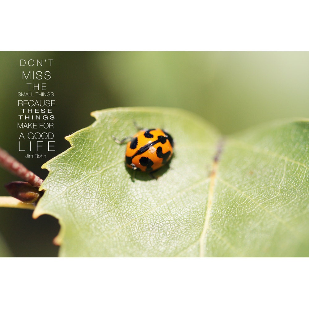 Quote 5x7  print - don't miss the small things: Jim Rohn
