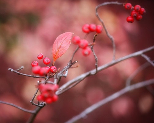 Red Colors of Autumn Photograph berries fall tree burgundy nature landscape home decor 8x10